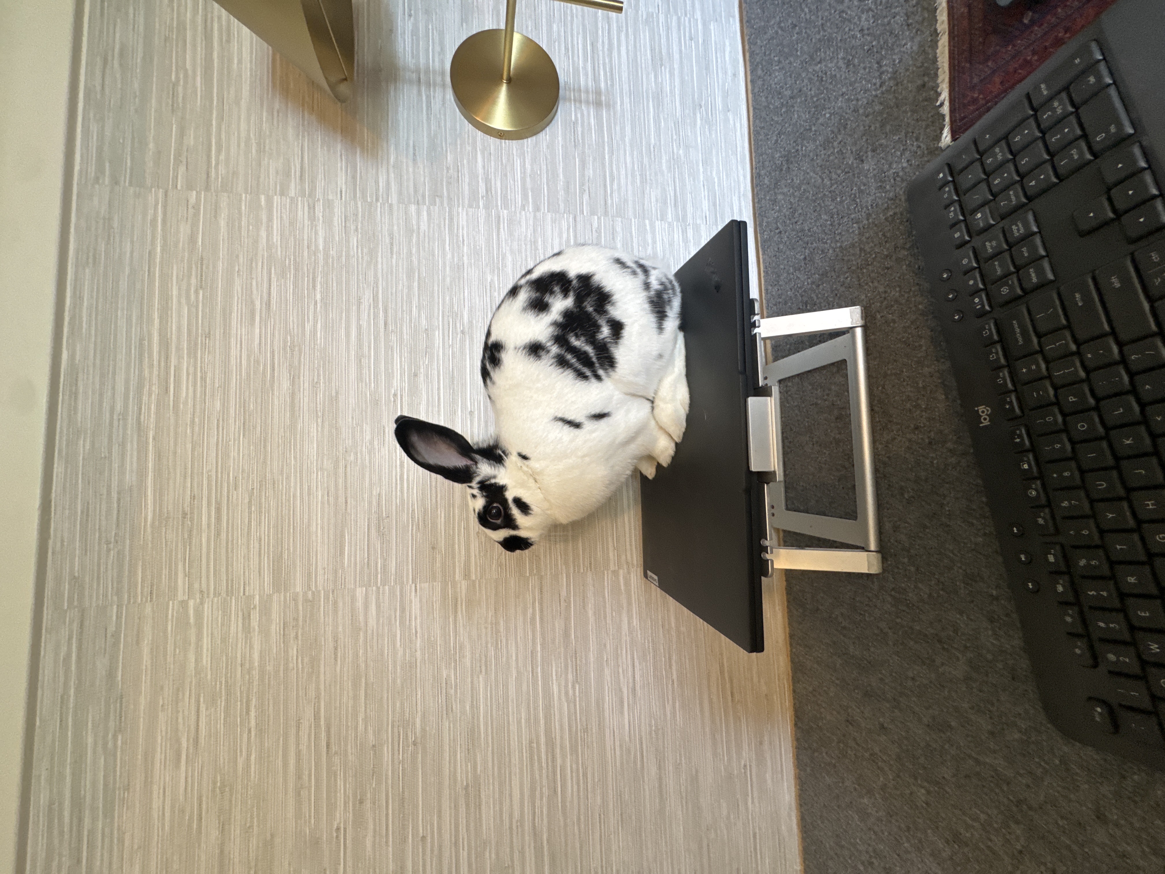 Birdie